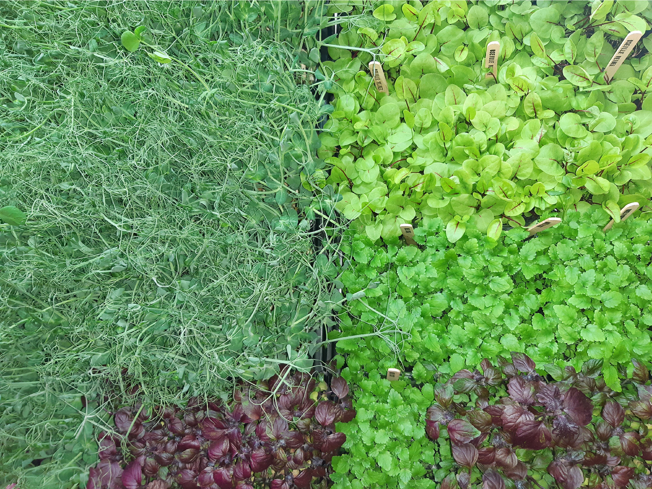 Micro pousses de roquette 