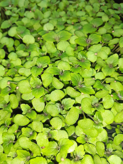 micropousse de shiso bicolore